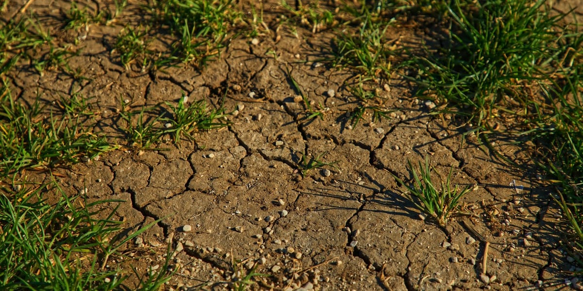 Soil Health: The Bedrock of One Health and Planetary Health